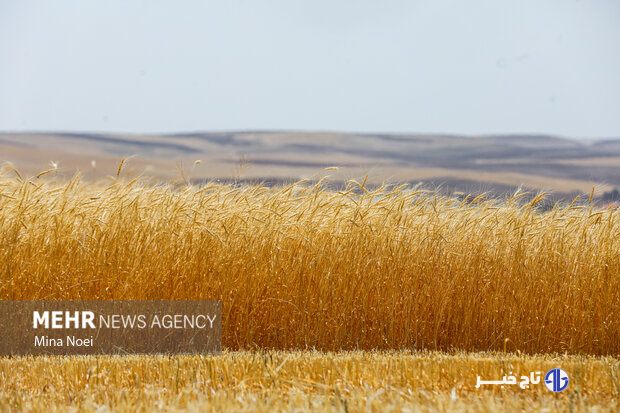 ۳۲۰۶ میلیارد تومان از مطالبات گندمکاران پرداخت شد