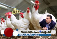 گرانی مرغ و ضعف نظارت مسئولان در لرستان+ راهکارها و پیشنهادات