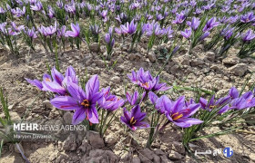توسعه کشت زعفران در لرستان زمینه‌ساز اشتغال‌زایی در مناطق روستایی