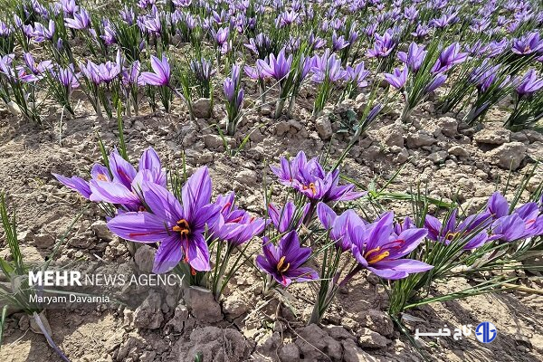 توسعه کشت زعفران در لرستان زمینه‌ساز اشتغال‌زایی در مناطق روستایی