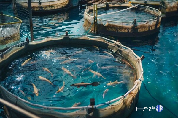 تولید ۳ هزار تُن انواع آبزیان در واحدهای آبزی‌پروری استان قزوین
