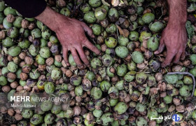 حال و هوای گردویی در کهمان؛ طلای سبز زاگرس به بار نشست!