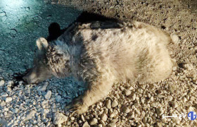 خرس قهوه‌ای در سرچهان فارس قربانی جاده‌های ناامن و خشکسالی شد