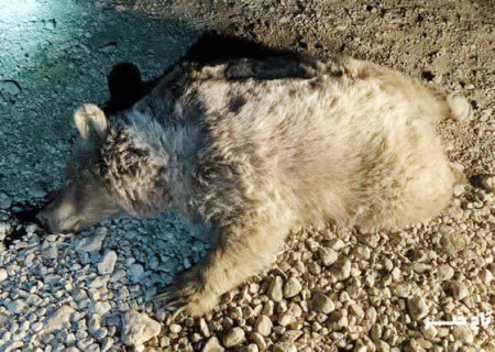 خرس قهوه‌ای در سرچهان فارس قربانی جاده‌های ناامن و خشکسالی شد