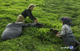 خرید تضمینی برگ سبز چای پایان یافت