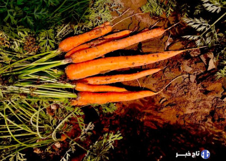 روایت شیرینِ زمین‌های سخت!