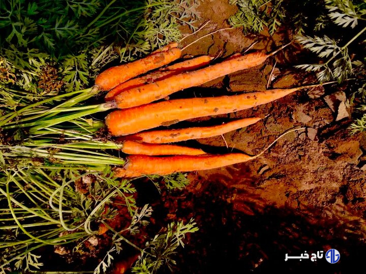 روایت شیرینِ زمین‌های سخت!