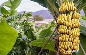 زرآباد؛ پایتخت «موز» ایران در سواحل مکران