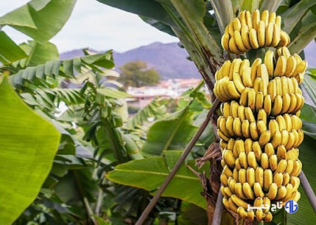 زرآباد؛ پایتخت «موز» ایران در سواحل مکران