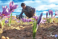 زعفران در بورس، کشاورز در بن‌بست؛ طلای سرخ در دوراهی صادرات و فرآوری