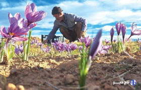 زعفران در بورس، کشاورز در بن‌بست؛ طلای سرخ در دوراهی صادرات و فرآوری