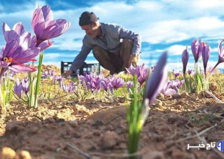 زعفران در بورس، کشاورز در بن‌بست؛ طلای سرخ در دوراهی صادرات و فرآوری
