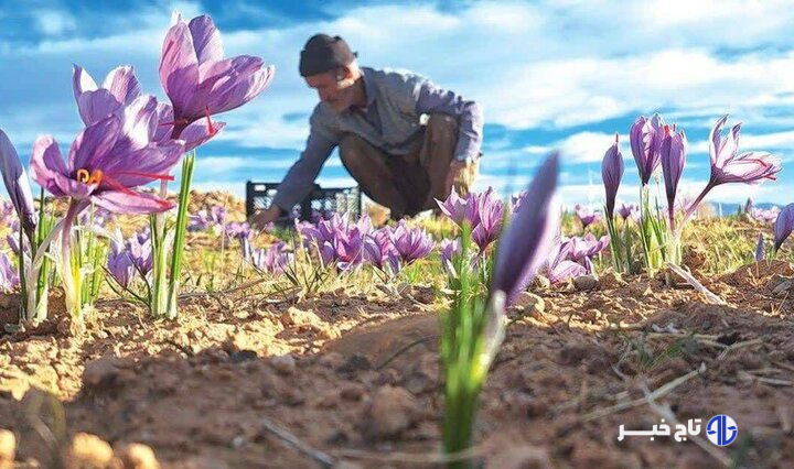 زعفران در بورس، کشاورز در بن‌بست؛ طلای سرخ در دوراهی صادرات و فرآوری