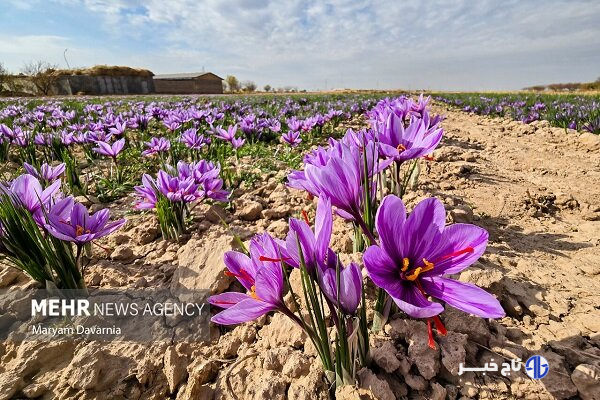زعفران در بورس، کشاورز در بن‌بست؛ طلای سرخ در دوراهی صادرات و فرآوری