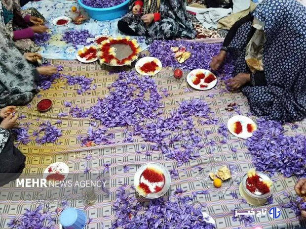 زعفران در بورس، کشاورز در بن‌بست؛ طلای سرخ در دوراهی صادرات و فرآوری