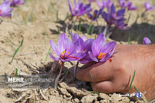 زعفران در بورس، کشاورز در بن‌بست؛ طلای سرخ در دوراهی صادرات و فرآوری