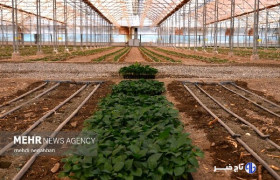 سپاهی: برداشت ۲۵ هزار تن محصول گلخانه ای در سیب وسوران پیش بینی می شود