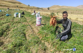 فصل شکوفایی هویج!