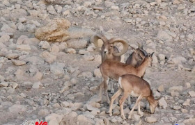 قوچ وحشی در ارتفاعات تنگه دشتی مهدیشهر