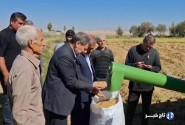 مشایخی: ۱۵ هزار تن برنج از شالیزارهای میانه برداشت شده است
