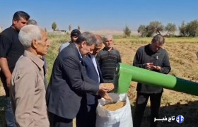 مشایخی: ۱۵ هزار تن برنج از شالیزارهای میانه برداشت شده است