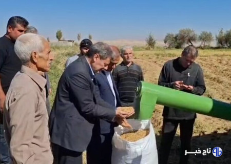 مشایخی: ۱۵ هزار تن برنج از شالیزارهای میانه برداشت شده است