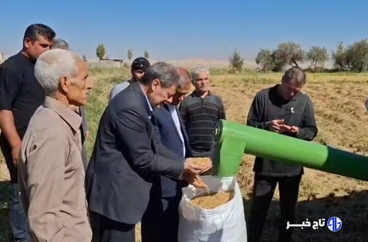 مشایخی: ۱۵ هزار تن برنج از شالیزارهای میانه برداشت شده است