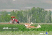 موسوی مشکینی: سرشماری جمعیت آهو در دشت سهرین و فیله خاصه آغاز شد