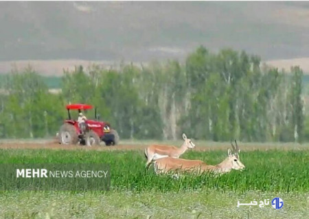 موسوی مشکینی: سرشماری جمعیت آهو در دشت سهرین و فیله خاصه آغاز شد
