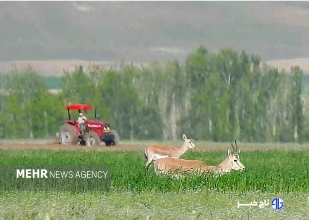 موسوی مشکینی: سرشماری جمعیت آهو در دشت سهرین و فیله خاصه آغاز شد