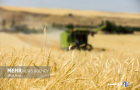 نرخ خرید تضمینی گندم ۲۹.۵۰۰ تومان تعیین شد