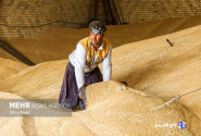 پرداخت کامل مطالبات گندم‌کاران ۲ ماه پس از تاکید رئیس قوه قضاییه