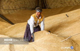 پرداخت کامل مطالبات گندم‌کاران ۲ ماه پس از تاکید رئیس قوه قضاییه