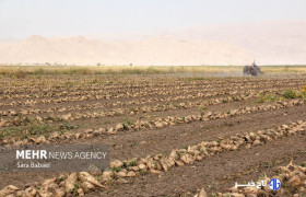 پیش‌بینی برداشت ۵۷۰ هزار تن چغندرقند در لرستان