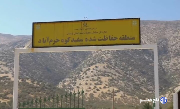چشمان بیدار سفیدکوه؛ قلعه‌ گونه‌های نادر نگهبان می‌خواهد!