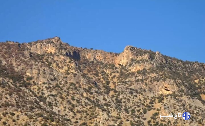 چشمان بیدار سفیدکوه؛ قلعه‌ گونه‌های نادر نگهبان می‌خواهد!
