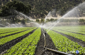«کم آبی» پایان قصه نیست؛ آبیاری قطره‌ای آغاز یک تحول