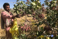 گرمسار دارای ۲ هزار هکتار باغ پسته است