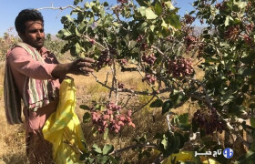 گرمسار دارای ۲ هزار هکتار باغ پسته است