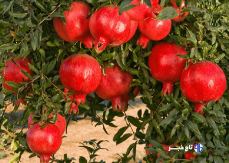 باغ‌های بهشهر؛ گنجینه‌ای از انارهای ارگانیک و صادراتی