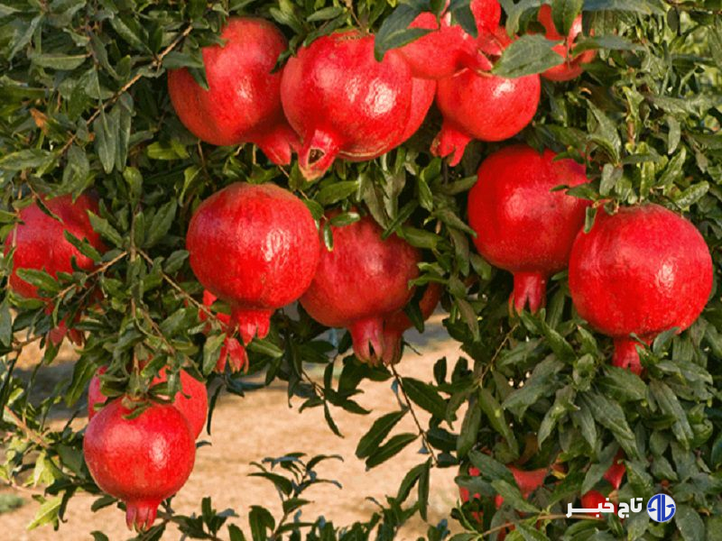 باغ‌های بهشهر؛ گنجینه‌ای از انارهای ارگانیک و صادراتی