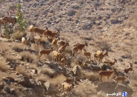 اجرای سرشماری حیات‌ وحش در پارک ملی بختگان فارس