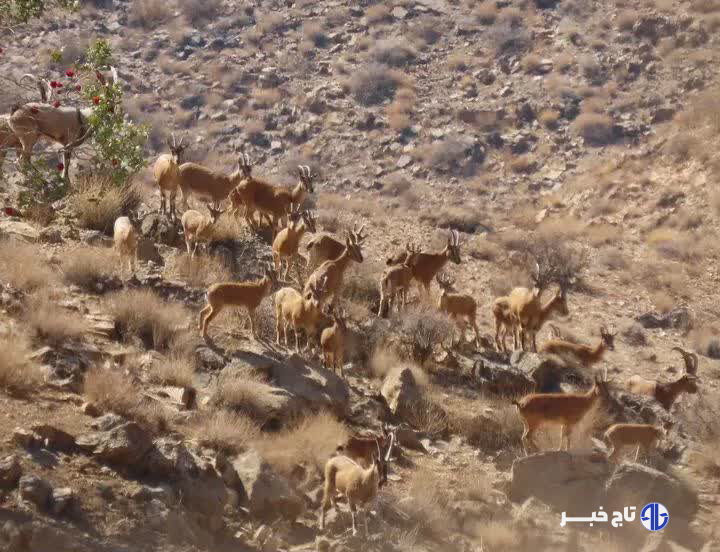 اجرای سرشماری حیات‌ وحش در پارک ملی بختگان فارس