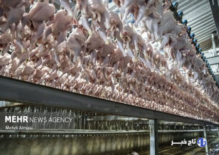 اسکندری: افزایش ۲۰ هزار تُنی تولید مرغ در آذربایجان شرقی