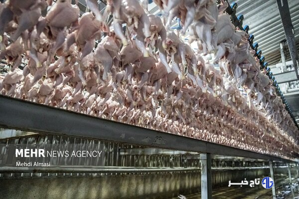 اسکندری: افزایش ۲۰ هزار تُنی تولید مرغ در آذربایجان شرقی