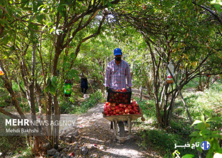 برداشت ۱۴۰۰تن انار از باغات دامغان؛فصل برداشت تا پایان آبان ادامه دارد