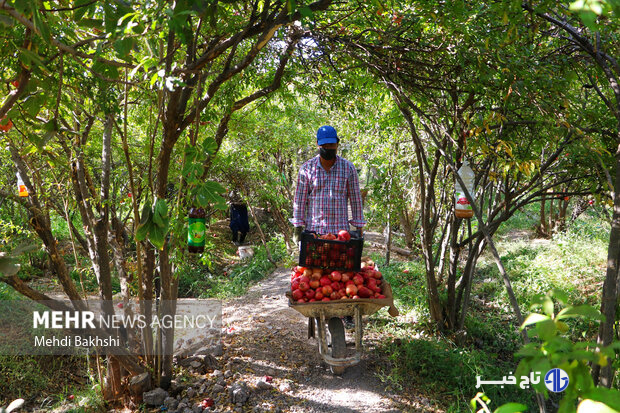 برداشت ۱۴۰۰تن انار از باغات دامغان؛فصل برداشت تا پایان آبان ادامه دارد