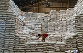 توزیع ۹۵۴ تُن برنج تنظیم بازاری در استان قزوین