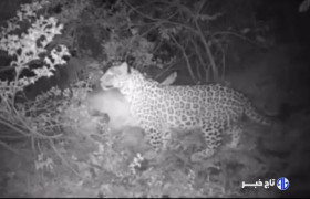 حضور قدرتمند پلنگ ایرانی در منطقه شکارممنوع تپال شاهرود