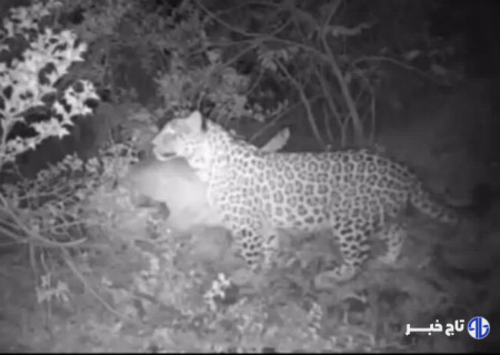 حضور قدرتمند پلنگ ایرانی در منطقه شکارممنوع تپال شاهرود